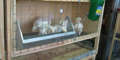 Kako napraviti kokošinjac za brojlere vlastitim rukama + fotografije, crteži